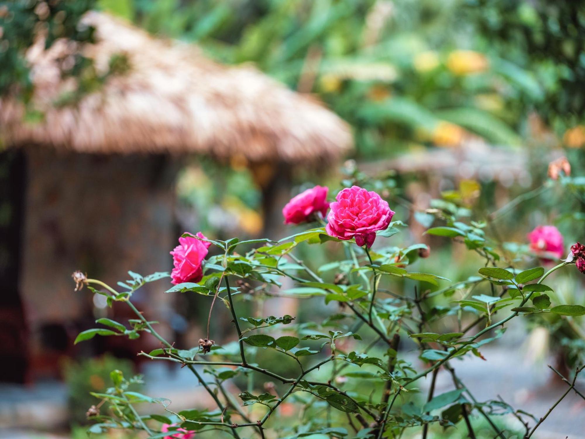 Cozy Beer Garden Homestay ニンビン エクステリア 写真